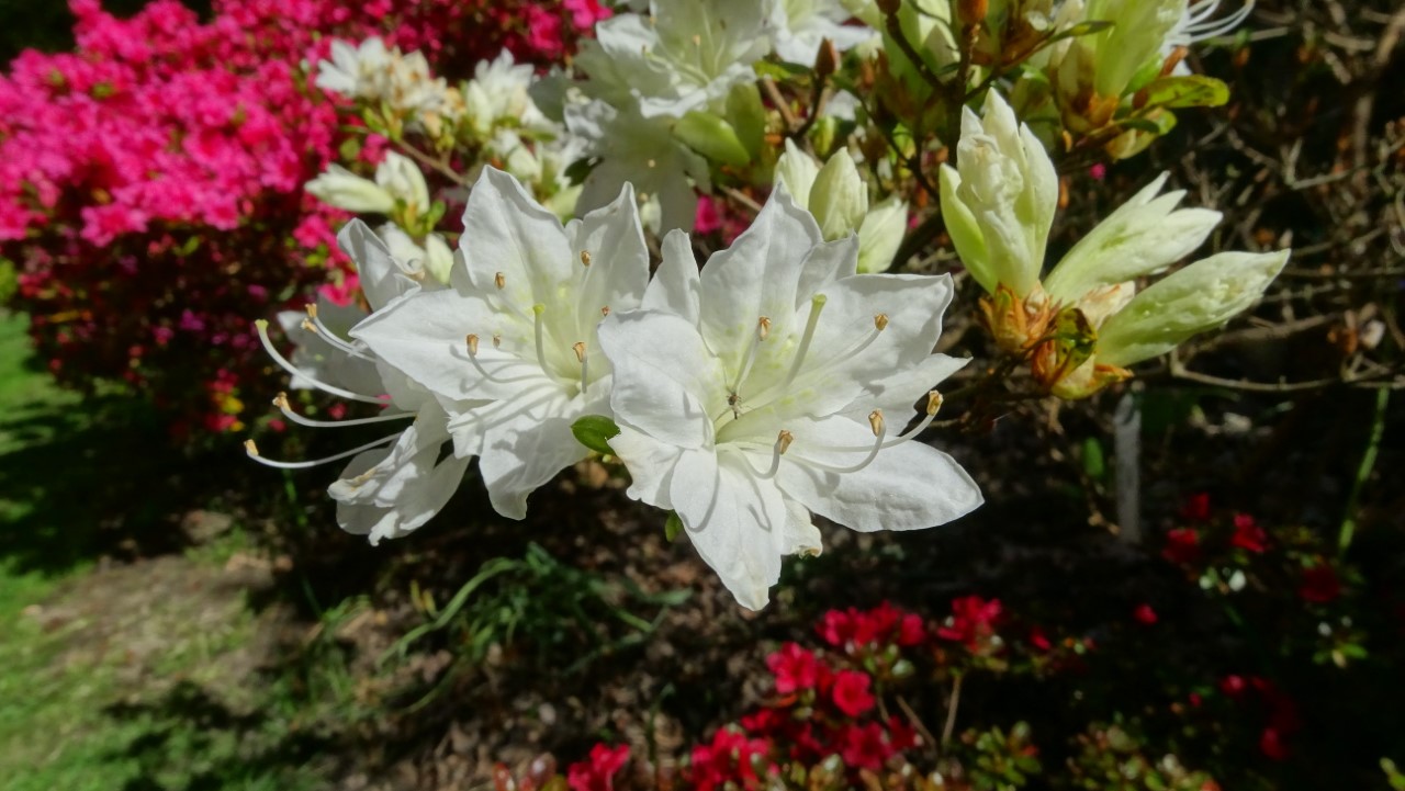 'Kureno yuki' Wilson No 2